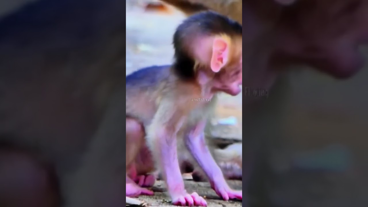 Adored Baby monkey c.r.y.i.n.g after Mom r.e.j.e.c.t.e.d 005 