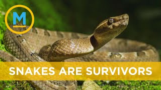 New U.K study suggests snakes survived the asteroid that ended the dinosaurs | Your Morning