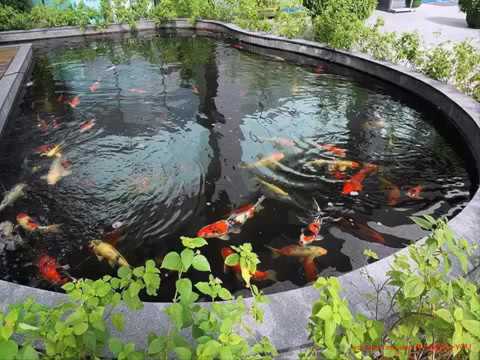 koi fish garden ponds design ideas - YouTube koi fish garden ponds design ideas - YouTube