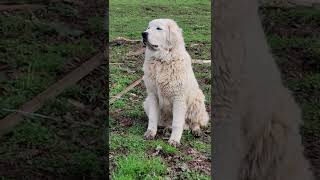 Polish Tatra Livestock Guardian Dog (LGD) meeting newborn Icelandic lambs for the first time.