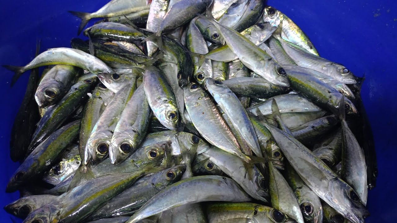 how we got 200 fishes in Muscat Oman/ Fishing Vlog/ How to catch fish/ best spot for fishing in Oman
