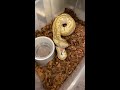 ball python live feeding