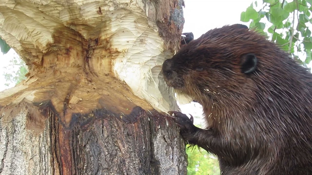 Amazing Video of a Beaver Chewing a Large Tree Trunk