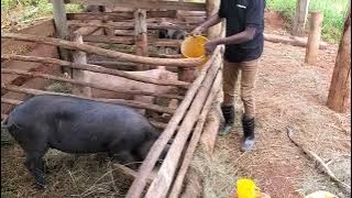 Amaganga yobafise akamaro mubworozi bw´ingurube?