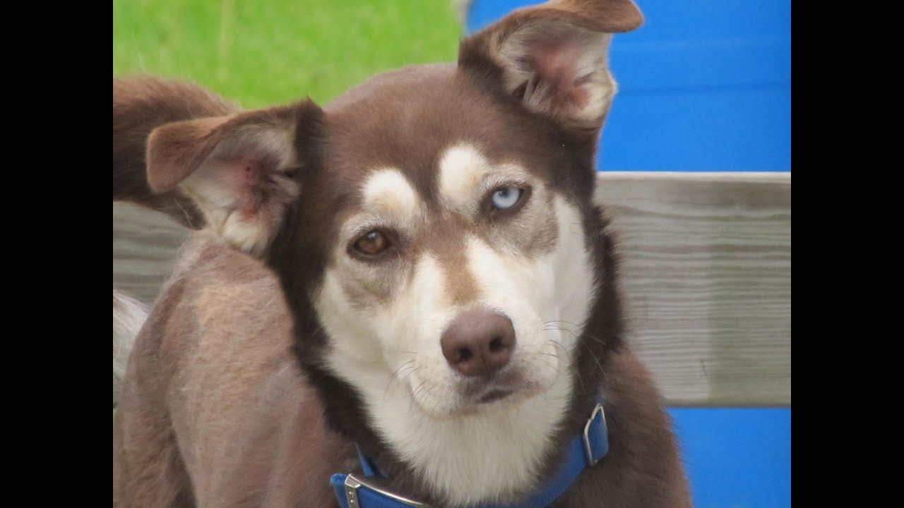 husky chocolate lab mix