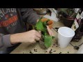 Rescue a phalaenopsis orchid  root stress