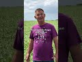 No manure. No fertilizers. Just legumes supplying all the nitrogen our farm needs. 🫛 #legumes