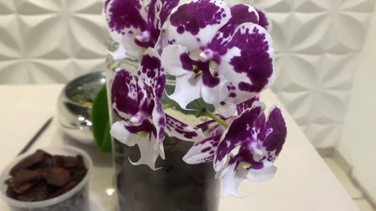 🔴 Cultivo de Orquídea No Vidro , vem Comigo ￼ Acompanhar Minha Nova Experiência 🌸🌸🌸