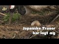 De japanske traner har lagt æg