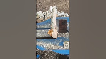 The hand-forged hatchet can easily cut down large trees #logging #logcuts #cuttingtrees #survival