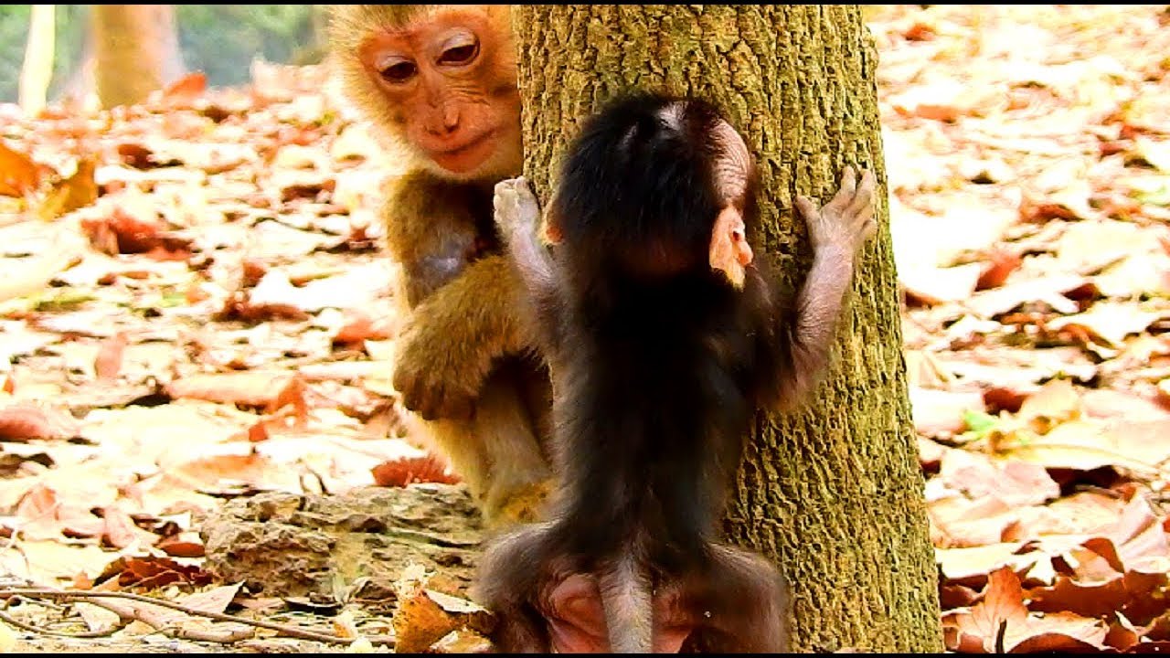 Poor Rose Pigtail Loves Longtail Baby Monkey so much! She Want Got Sister and Bro!