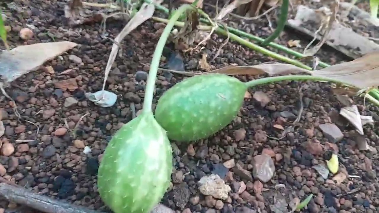 Mostrando um pouco às galinhas....