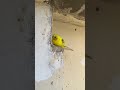 He is so funny #birds