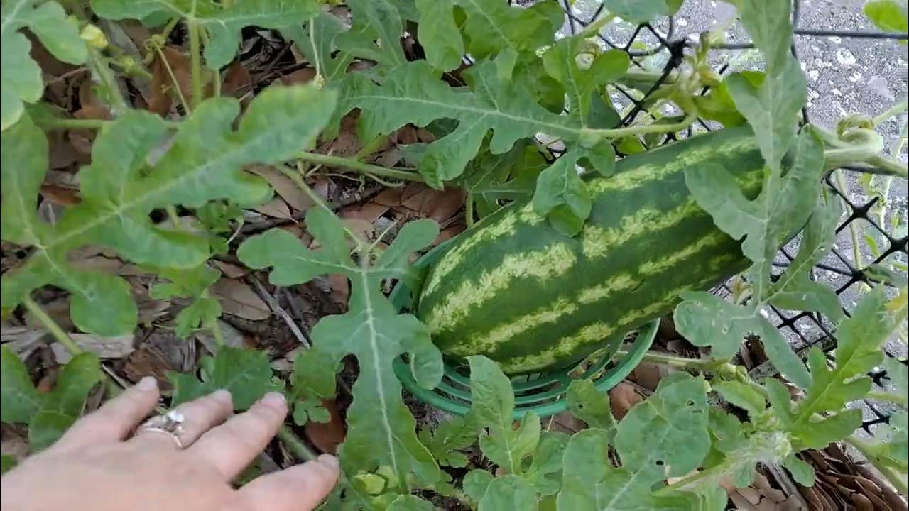 Lifting Melons & Squash with Melon Cradles Organic Gardening YouTube