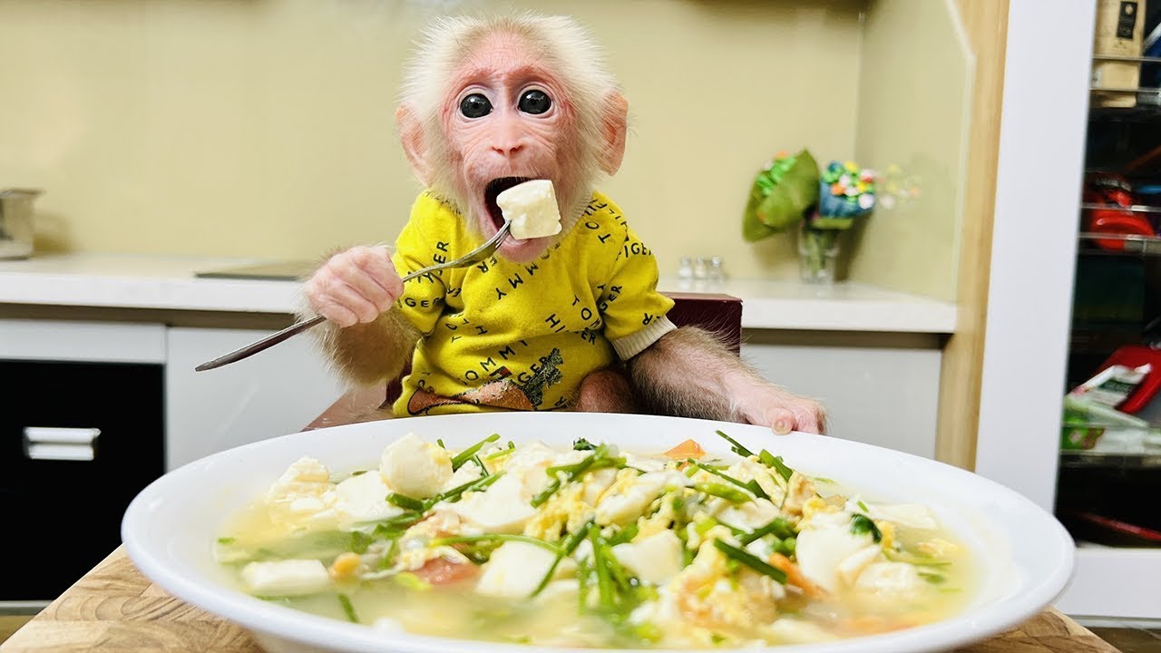 The Most Obedient Monkey Ever Bibi Helps Dad Make Tofu Soup!
