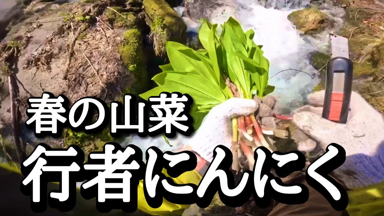 北海道 道南産 行者ニンニク 4kg本日収穫 【公式通販】 北海道 道南産 行者ニンニク 4kg本日収穫 【公式通販】