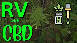 Ep. 39 - RV with CBD by 3RVegans 89 views 1 year ago 11 minutes, 26 seconds