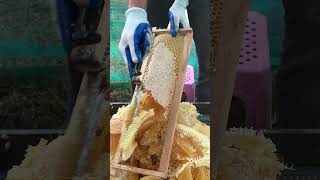 Collecting Fresh Honey 🍯🐝 | Beekeeping in Action