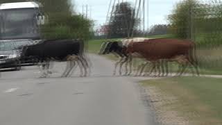 Latvijas Gotiņas Šķērso Šoseju
