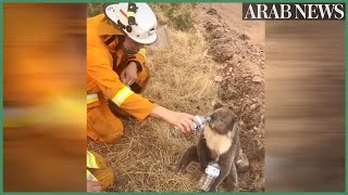 Australian firefighter gives water to koala