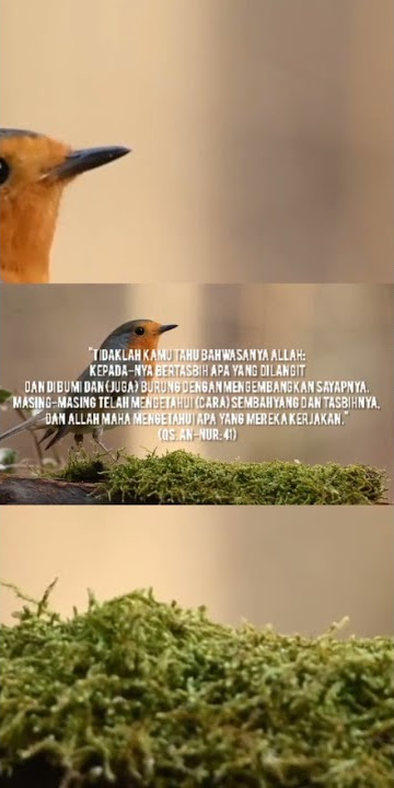 QS an nur ayat 41 story wa