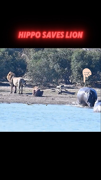 hippo saves lion #trending #animals #wildlife #youtubeshorts #youtube #lion #hippo
