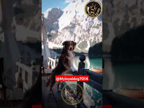 متخفش من الكلاب واتغلب علي خوفك  كلب بالعالم أخطر الكلاب في العالم كلاب الكلبه اشرس