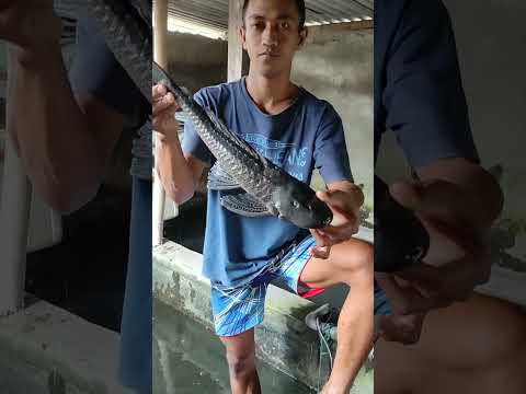 Video: Kuasa Penyembuhan Ikan Binatang