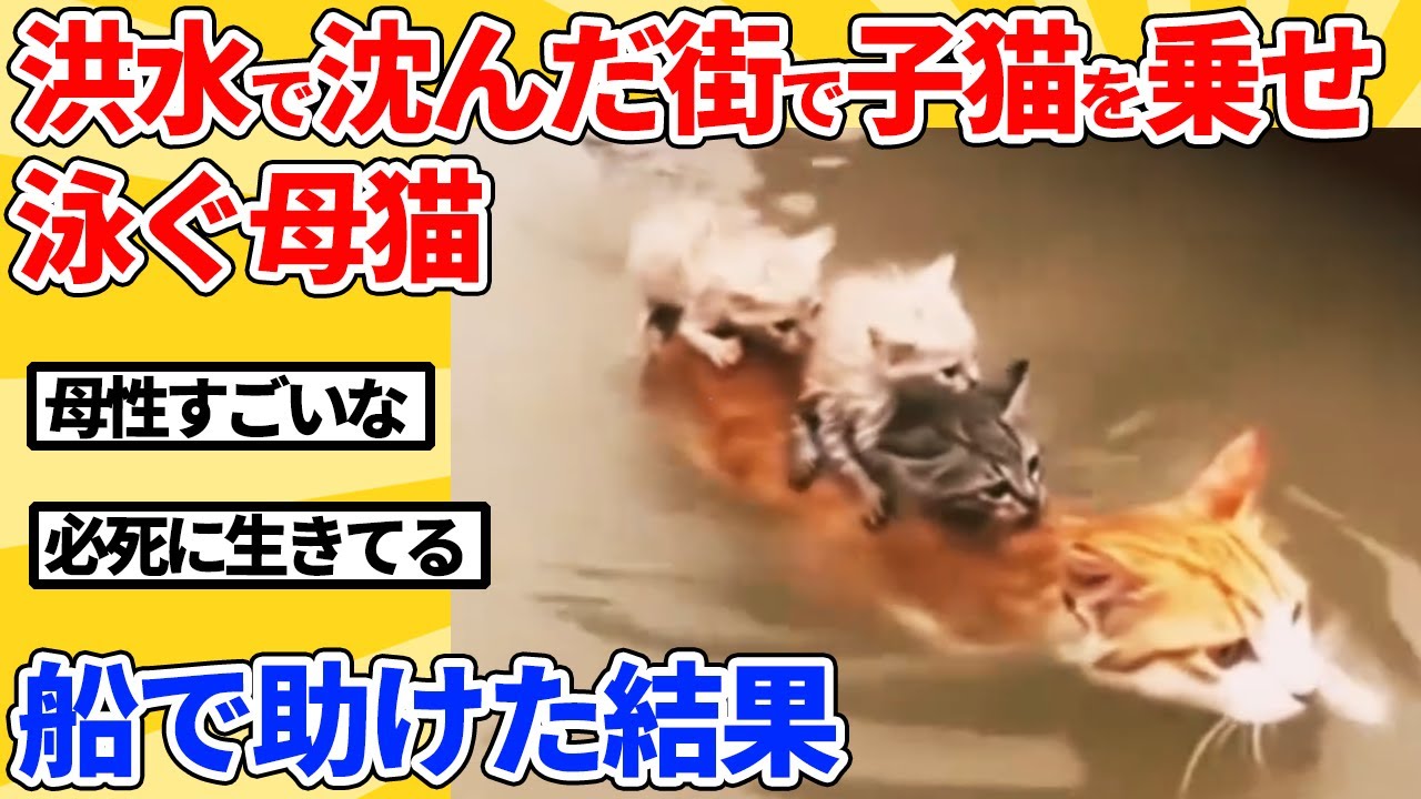 【2ch動物スレ】子猫3匹を守るために背中に乗せて泳ぎ続ける母猫を救った結果