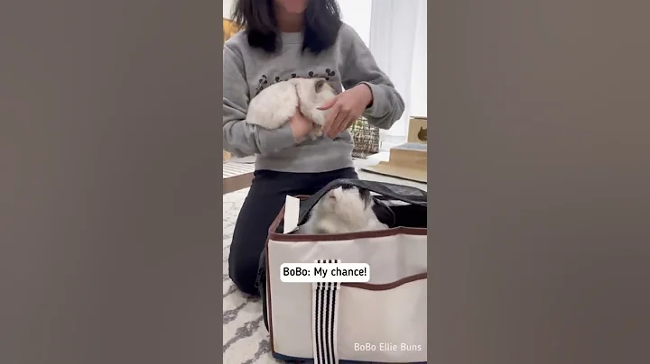 Getting my bunnies to the vet in 30 seconds