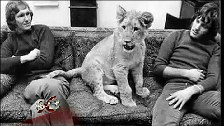 16x9 - Wonderful story of Christian the Lion