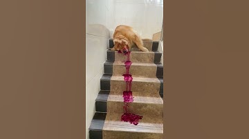 Thumbnail of I'm sorry don't leave me #shorts #dog