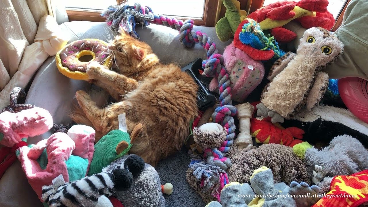 Funny Cat Loves to Play with Dog Toys in Great Danes' Bed ADEW Pets