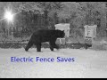 Bear and the Apiary - Electric Fence Saves Bees 07-03-2020!!