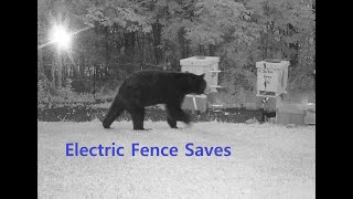 Bear and the Apiary  Electric Fence Saves Bees 07032020!!