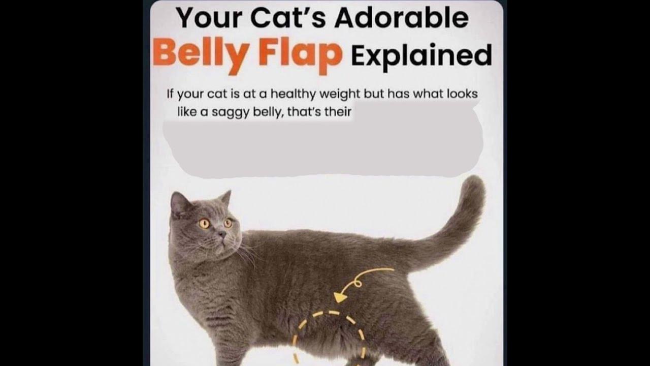 Your cat s adorable belly flap explained youtube