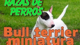 Bull Terrier Miniatura Caracteristicas  Conoce la raza de perro Bull Terrier Miniatura