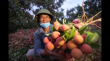 Vải Thiều được mùa, người dân Lục Ngạn thắp đền thâu đêm thu hoạch