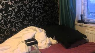 Poecilotheria Rufilata Rehouse