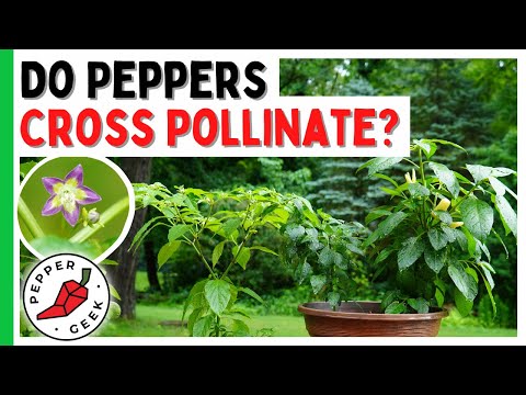 Do Peppers Cross