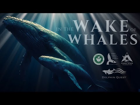 In the Wake