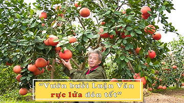 Vườn bưởi Luận Văn "rực lửa" đón Tết I Dương Cây Cảnh