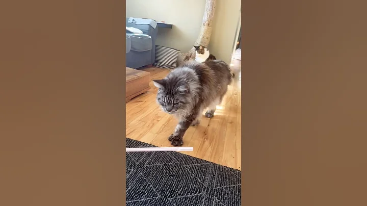 Watch the video about Cat Responds to Question #catshorts #mainecooncapers