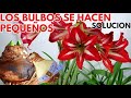 bulbos de hippeastrum se hacen pequeños solución CHUYITO JARDINERO