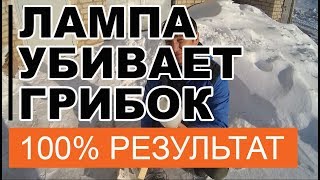 Как УБИТЬ Грибок 👿 в Бане # Применяем 💣 КВАРЦЕВАНИЕ Как УБИТЬ Грибок 👿 в Бане # Применяем 💣 КВАРЦЕВАНИЕ