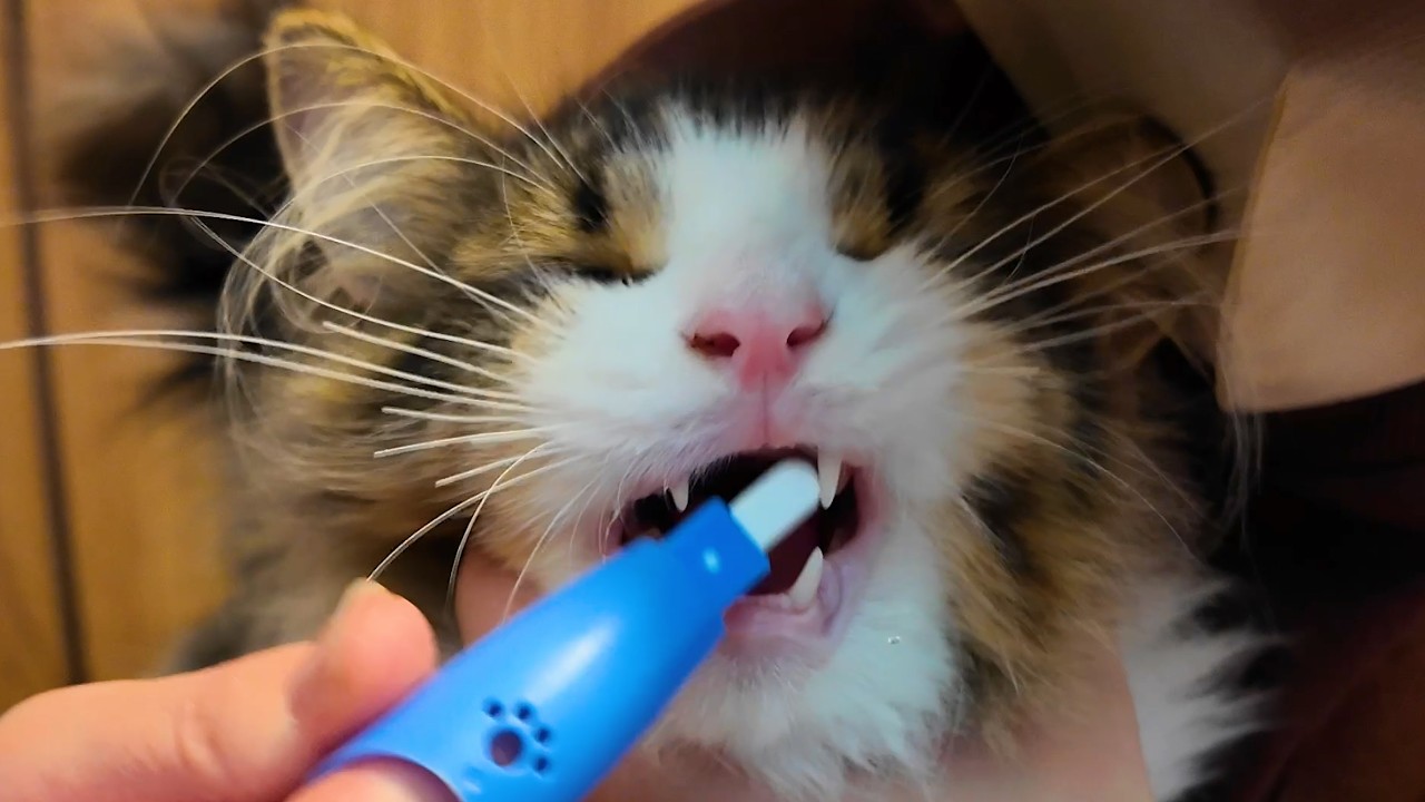 レオンくん初めての歯磨きチャレンジ！まさかの結果に困惑する飼い主たち🤣🤣🤣