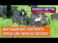 Привезли первую партию вьетнамских поросят. Заселение :) // Вьетнамские свиньи