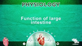 L4, Function of large intestine, Physiology