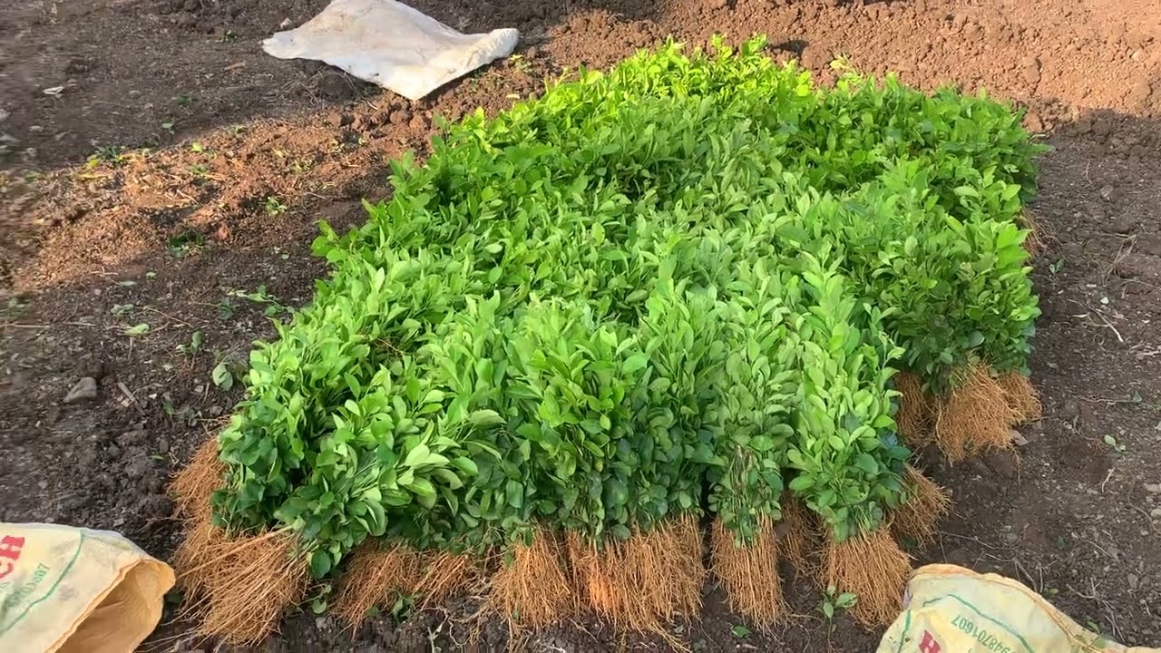 New Citrus Nursery started...🌱🌱🌱