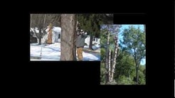 ALL ABOUT TREES - Rochester NY TREE REMOVAL